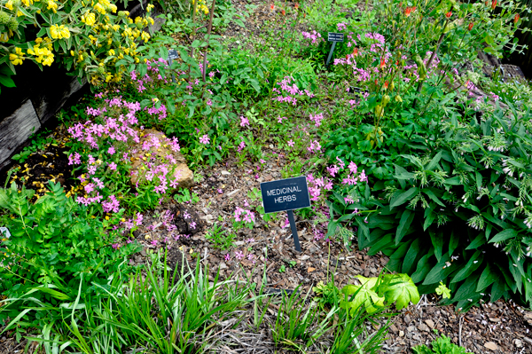 Medicinal herbs